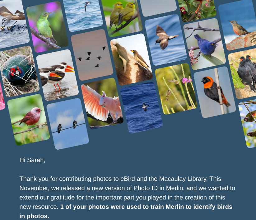 Screenshot of an email from eBird with a collage of several bird photos in portrait mode, as if taken on a mobile phone with the text: Hi Sarah, Thank you for contributing photos to eBird and the Macaulay Library. This November, we released a new version of Photo ID in Merlin, and we wanted to extend our gratitude for the important part you played in the creation of this new resource. 1 of your photos were used to train Merlin to identify birds in photos.